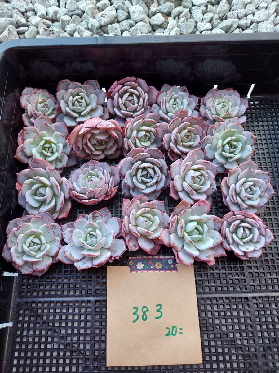 韓国多肉植物 韓国苗 エケベリア Echeveria 115-383ラウィ