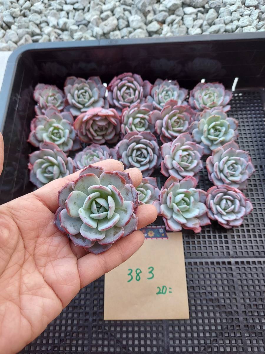 韓国多肉植物 韓国苗 エケベリア Echeveria 115-383ラウィ