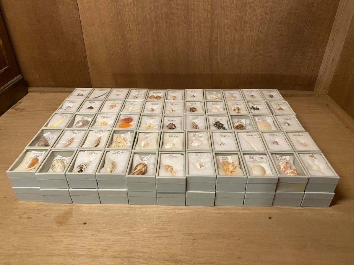 低価，最新作 貝 標本 110個 まとめて 貝標本 中安標本店にて購入品(その他)｜売買されたオークション情報、yahooの商品情報をアーカイブ公開 - オークファン その他