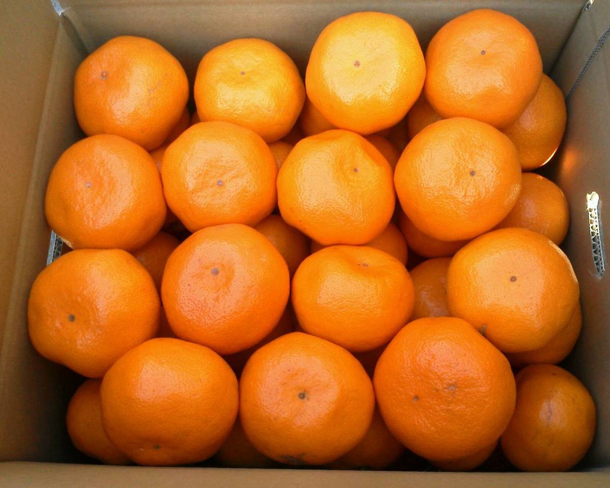みかん ミカン様 興津早生』 18kg 3L・4L混合 みかん 生産者直送 熊本産 全国送料