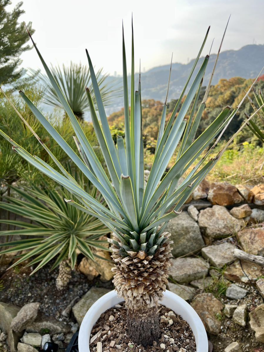 ユッカ　リギダ　　　斑入り ユッカ リギダ yucca rigida ユッカ リギダ 斑入り 限定発売ユッカ