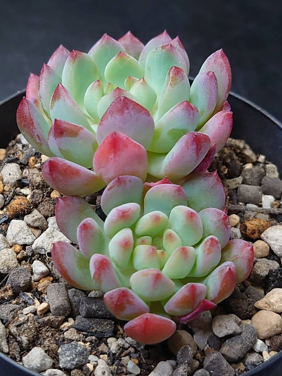 しておりま 多肉植物 韓国苗 ブルーエルフ 3頭 発根済の通販 By Nana S Shop ラクマ せんのでご しておりま 多肉植物 韓国苗 ブルーエルフ 3頭 発根済の通販 By Nana S Shop ラクマ せんのでご