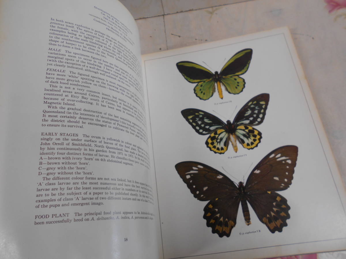 C☆/蝶の洋書/Birdwing Butterflies of the World ハードカバー 英語版 