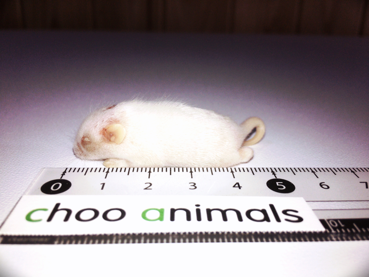 冷凍マウス ファジー 節約 S 100匹セット 送料込み 国産冷凍マウス