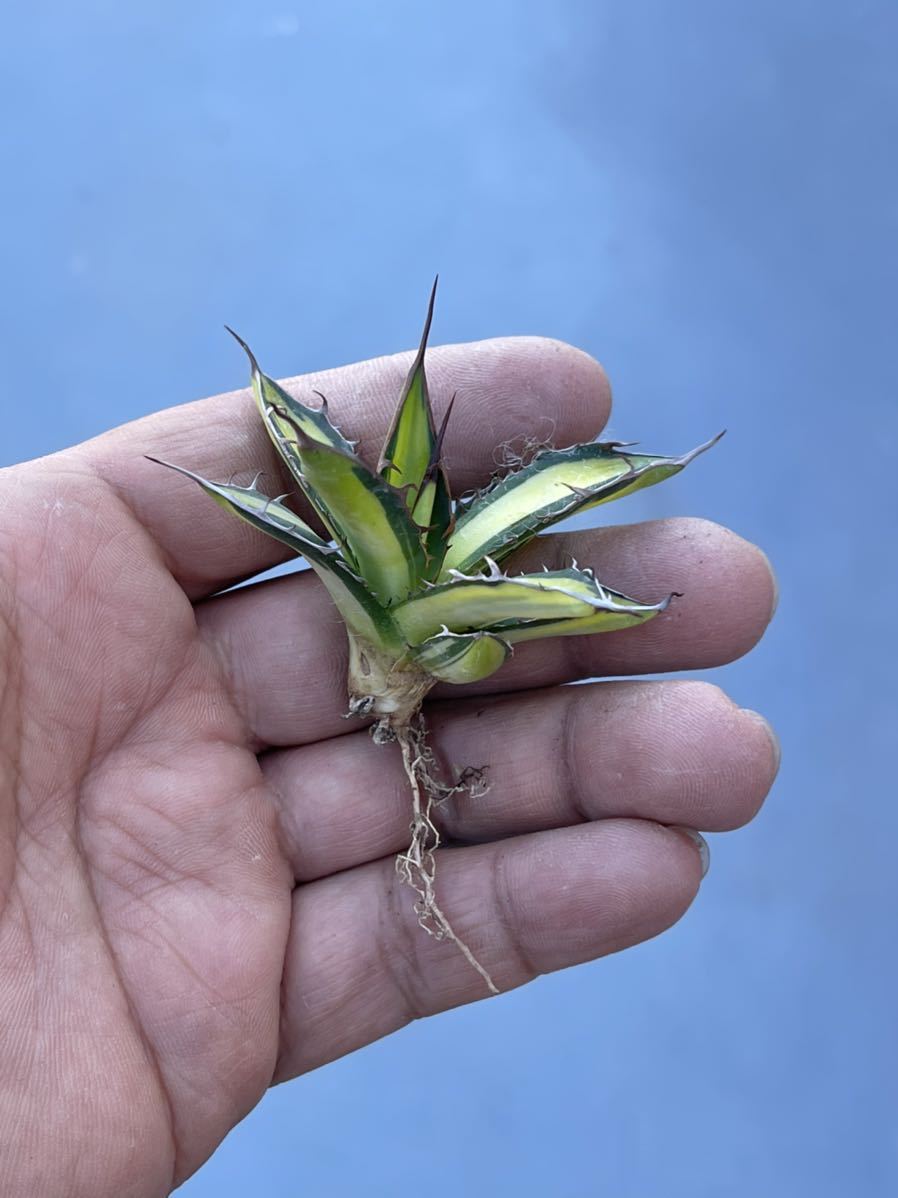多肉植物 アガベ ホリダ 黄中斑極上稀少株 【公式通販】