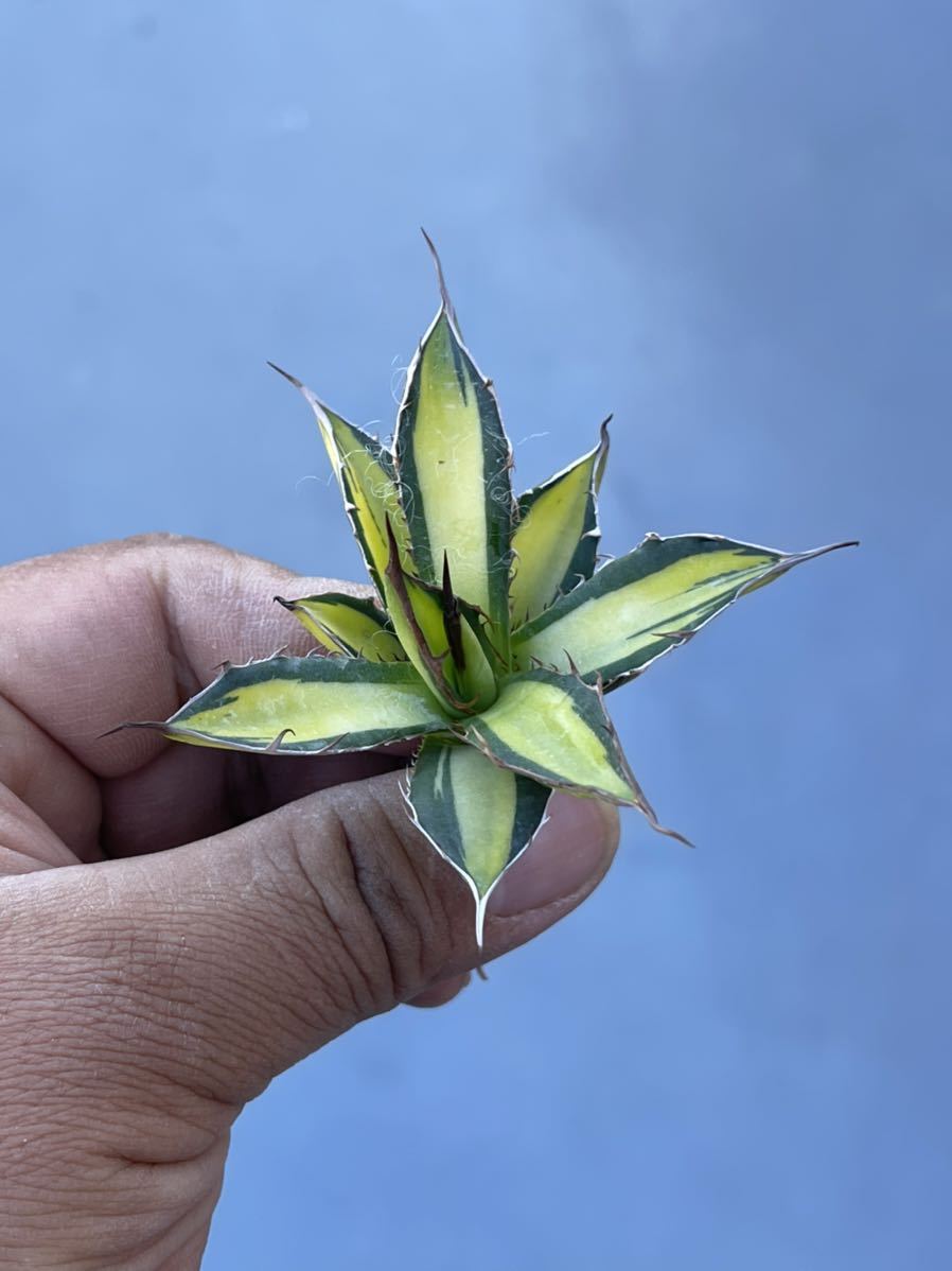 多肉植物 アガベ ホリダ 黄中斑極上稀少株 【公式通販】