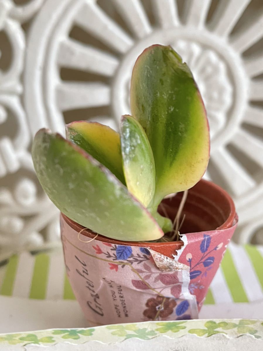 多肉植物 斑入り金のなる木 花月錦 カット苗 可愛い寄せ植えに 送料７３円 サボテン 売買されたオークション情報 Yahooの商品情報をアーカイブ公開 オークファン Aucfan Com