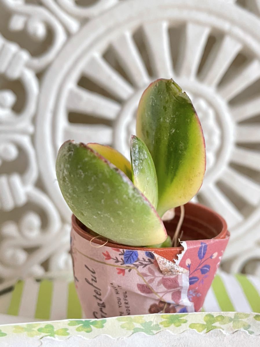 多肉植物 斑入り金のなる木 花月錦 カット苗 可愛い寄せ植えに 送料７３円 サボテン 売買されたオークション情報 Yahooの商品情報をアーカイブ公開 オークファン Aucfan Com