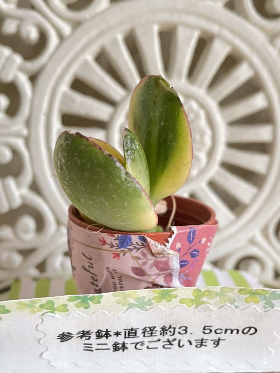 多肉植物 斑入り金のなる木 花月錦 カット苗 可愛い寄せ植えに 送料７３円 サボテン 売買されたオークション情報 Yahooの商品情報をアーカイブ公開 オークファン Aucfan Com