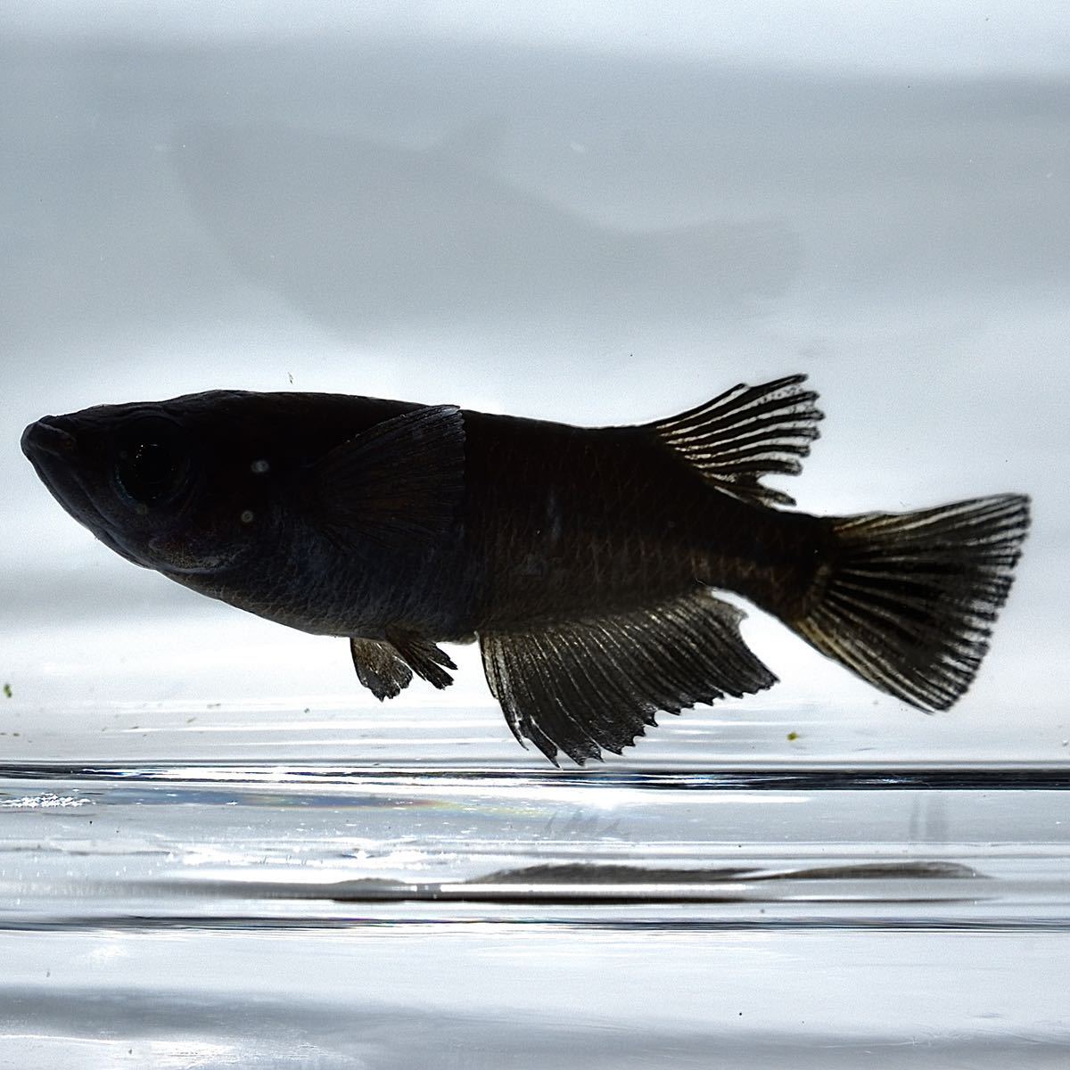 超極上 大 冥王 世界一黒い魚有精卵10個 めだかメダカ雲州あけぼの錦紅白丹頂オロチサタン黒 水草 売買されたオークション情報 Yahooの商品情報をアーカイブ公開 オークファン Aucfan Com