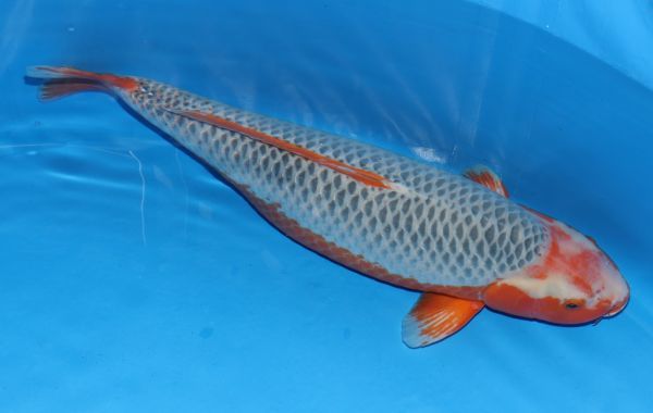 横浜錦鯉 浅黄 新潟県 大塚養鯉場産 80 メス 錦鯉 売買されたオークション情報 Yahooの商品情報をアーカイブ公開 オークファン Aucfan Com