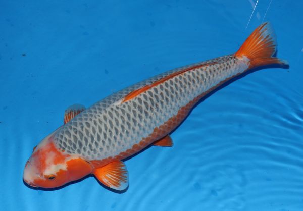 横浜錦鯉 浅黄 新潟県 大塚養鯉場産 80 メス 錦鯉 売買されたオークション情報 Yahooの商品情報をアーカイブ公開 オークファン Aucfan Com