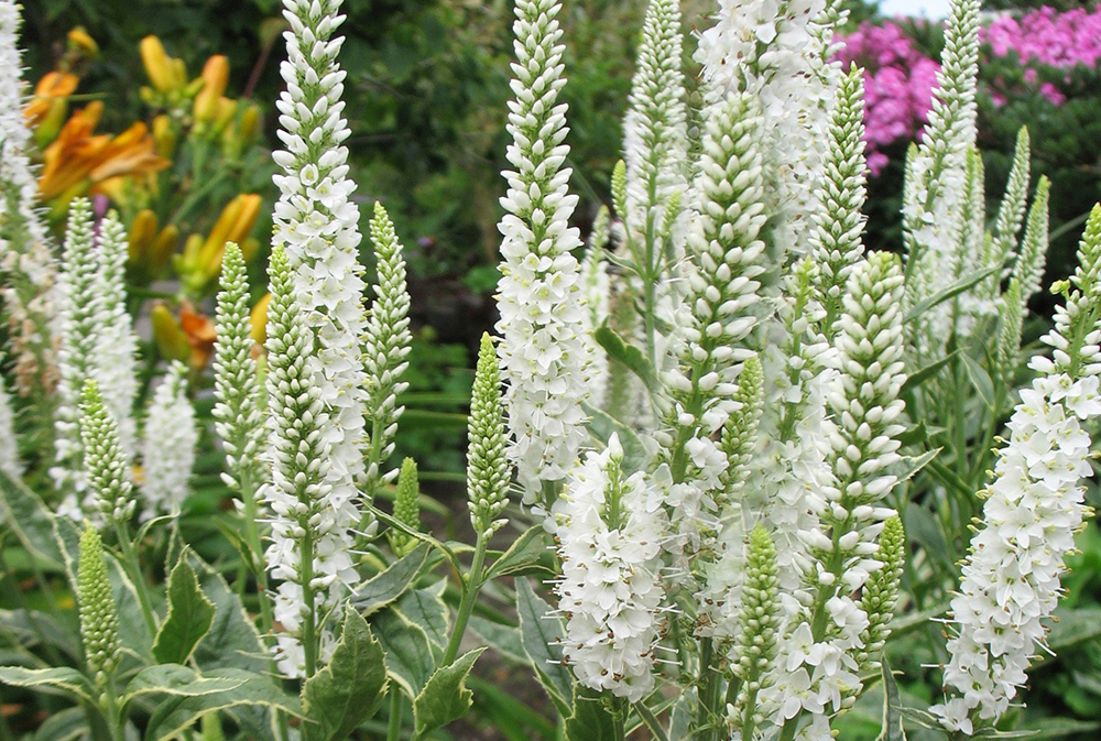 ベロニカ苗 シャーロッテ 斑入り 白花 高性タイプ 10 5センチポット 耐寒性宿根草 トラノオ その他 売買されたオークション情報 Yahooの商品情報をアーカイブ公開 オークファン Aucfan Com