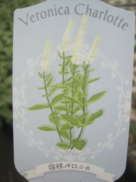 ベロニカ苗 シャーロッテ 斑入り 白花 高性タイプ 10 5センチポット 耐寒性宿根草 トラノオ その他 売買されたオークション情報 Yahooの商品情報をアーカイブ公開 オークファン Aucfan Com