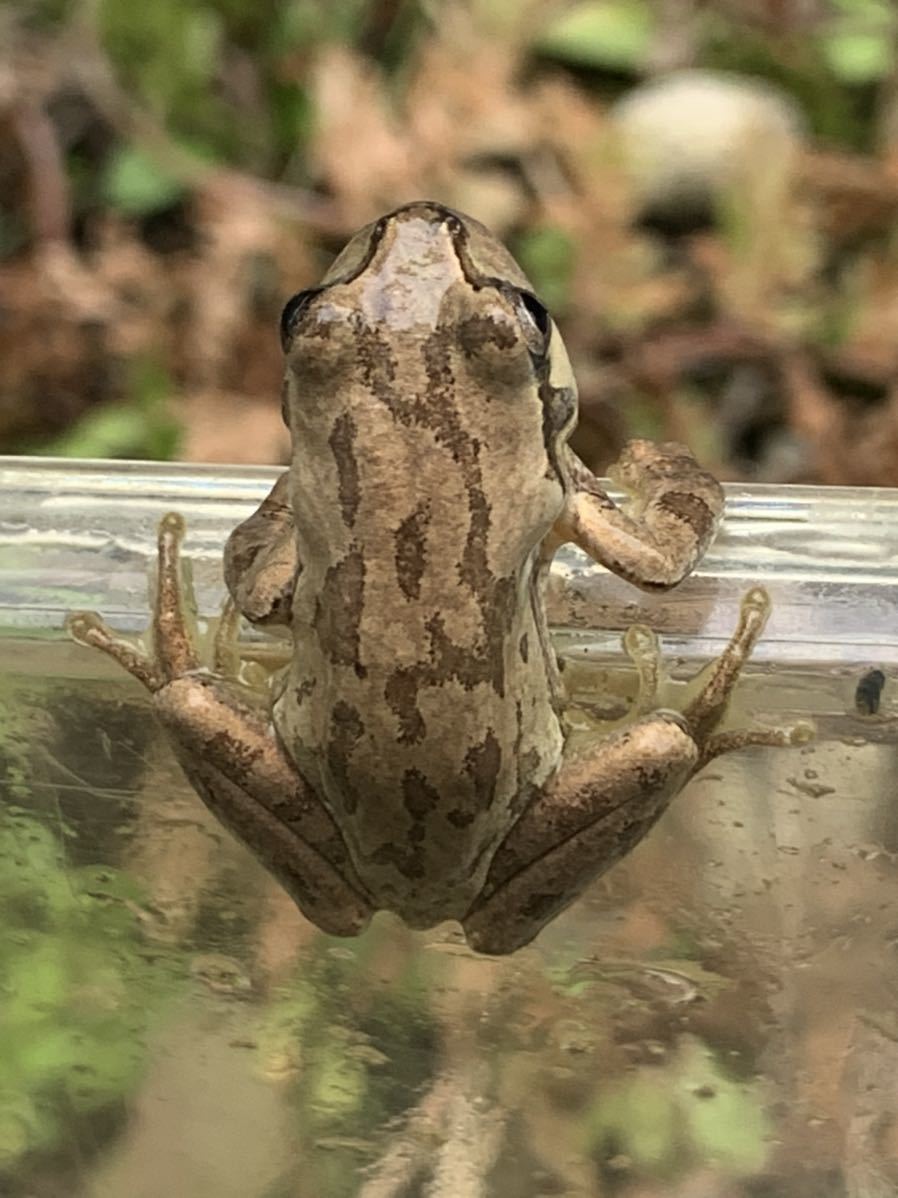 アマガエル10匹 天然採集 サイズ26 33mm前後 梱包料込み カエル 売買されたオークション情報 Yahooの商品情報をアーカイブ公開 オークファン Aucfan Com