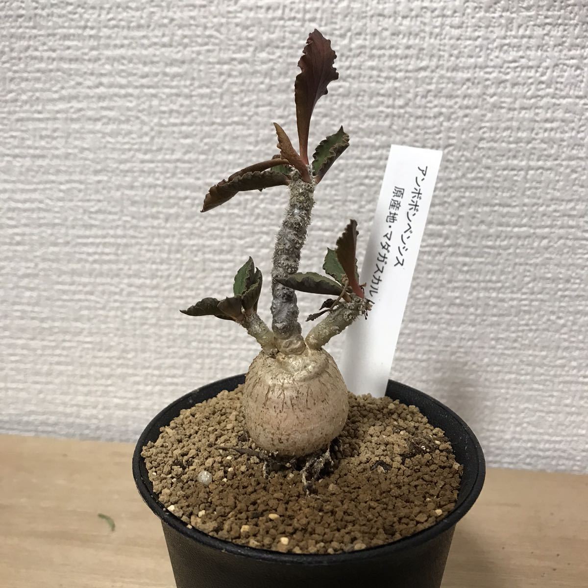 ユーフォルビア アンボボンベンシス 超良型 コレクション株 塊根植物