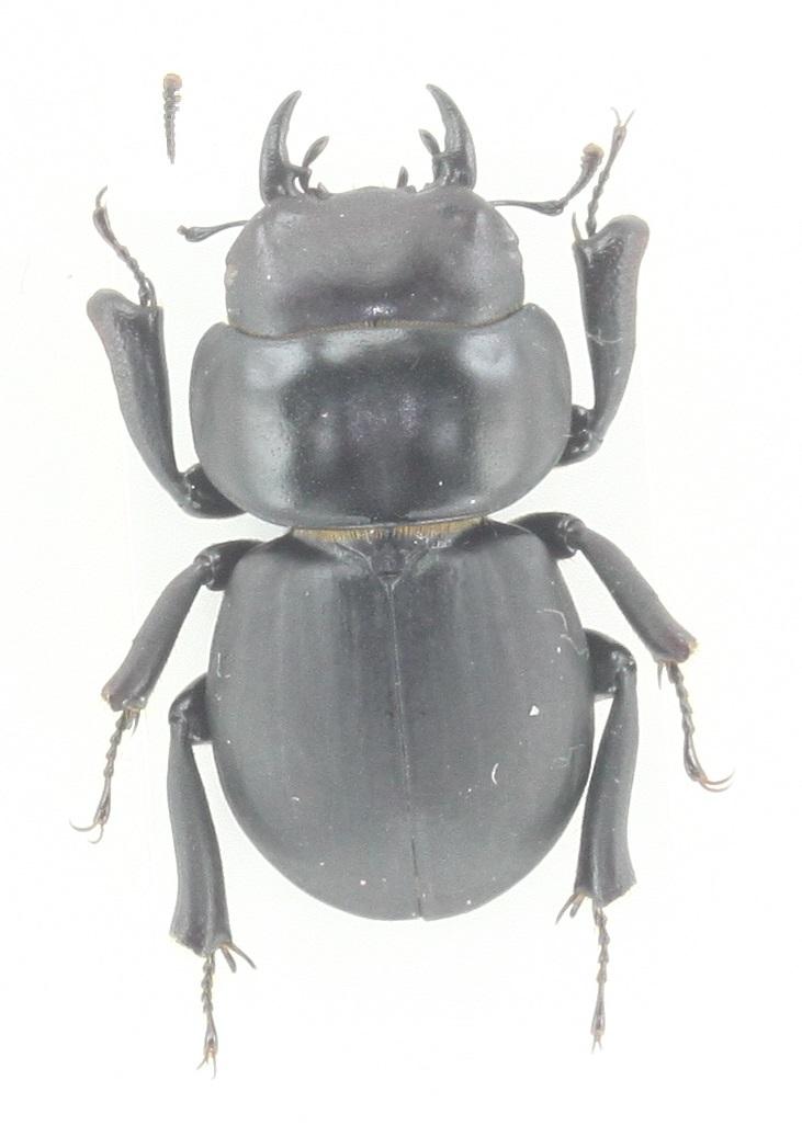 わたの木ハワイハネナシクワガタApterocyclus わたの木ハワイハネナシクワガタApterocyclus Yahoo!オークション