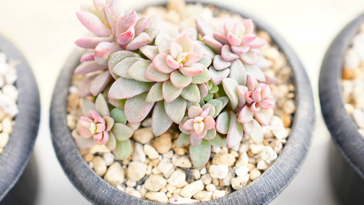 多肉植物 エケベリア レズリー群生 サボテン 売買されたオークション情報 Yahooの商品情報をアーカイブ公開 オークファン Aucfan Com