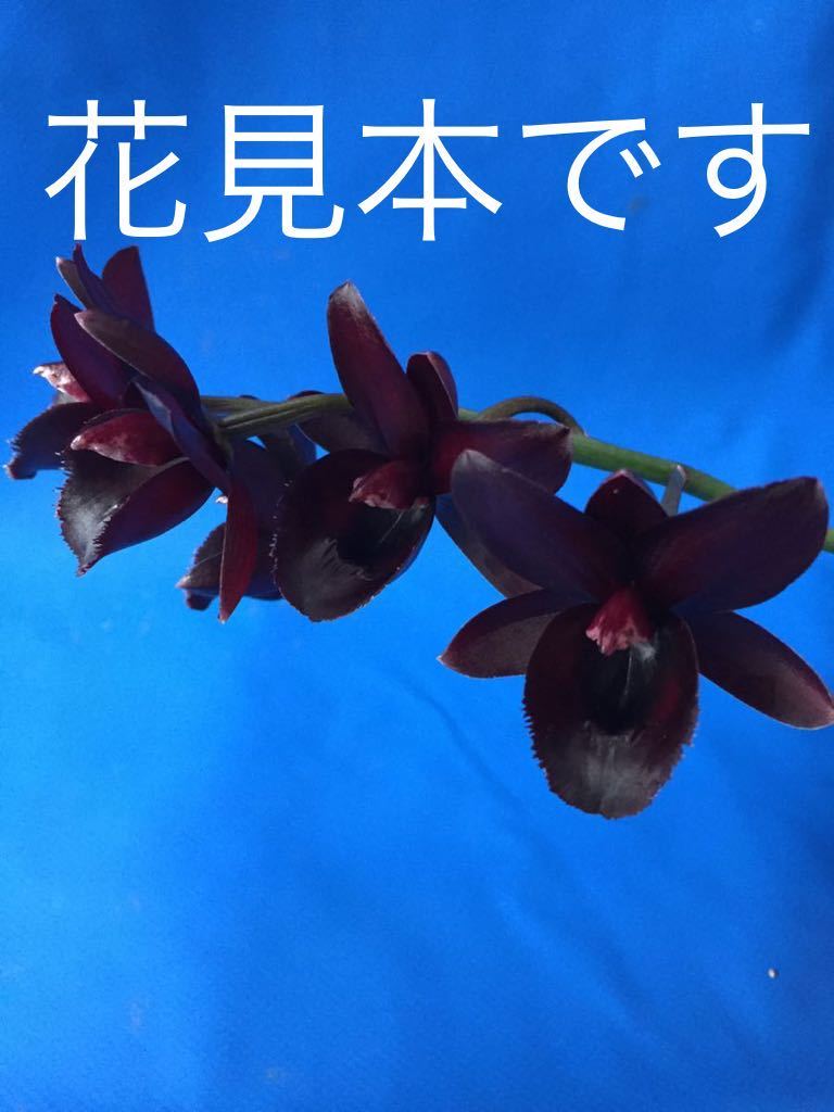 1230 SVO ブラック パール Fdk After Dark SVO Black Pearl FCC/AOS 洋 