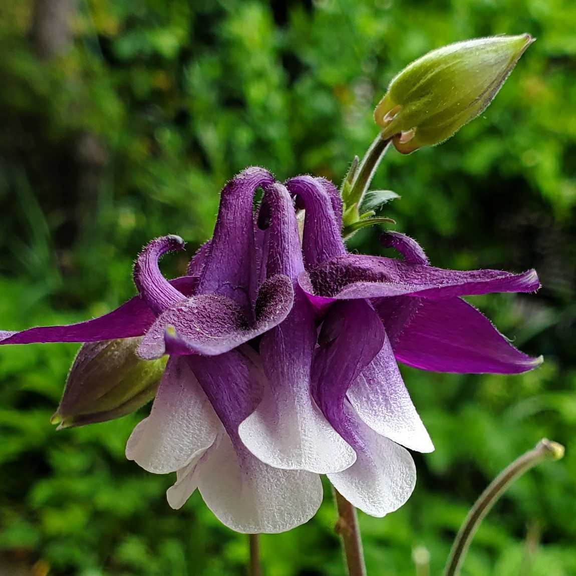 西洋オダマキ 種 粒 紫に白 ダブル 21 5月採取 種 売買されたオークション情報 Yahooの商品情報をアーカイブ公開 オークファン Aucfan Com