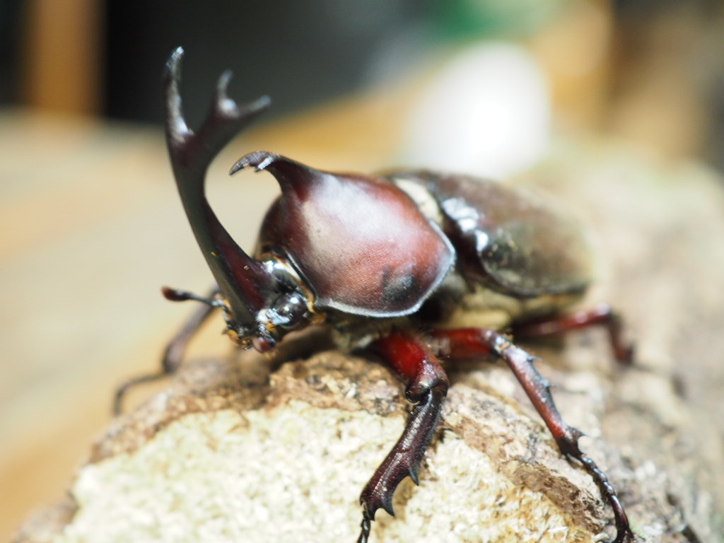 年末セール ヤマトカブトムシ 成虫 3ペア カブト カブトムシ From Scratch 国産 売買されたオークション情報 Yahooの商品情報をアーカイブ公開 オークファン Aucfan Com