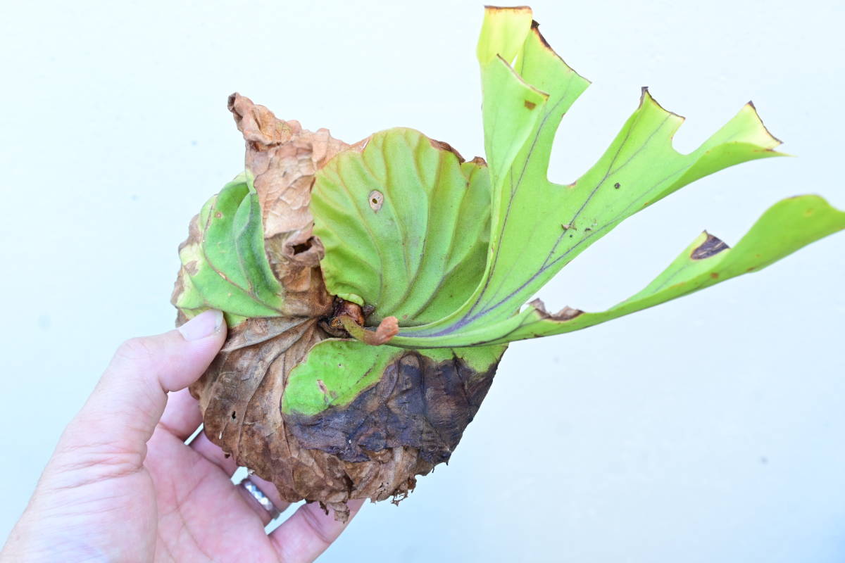P.ridleyi wild from Malaysia⑧　 @bikamori.com ビカクシダ　リドレイ山採り株