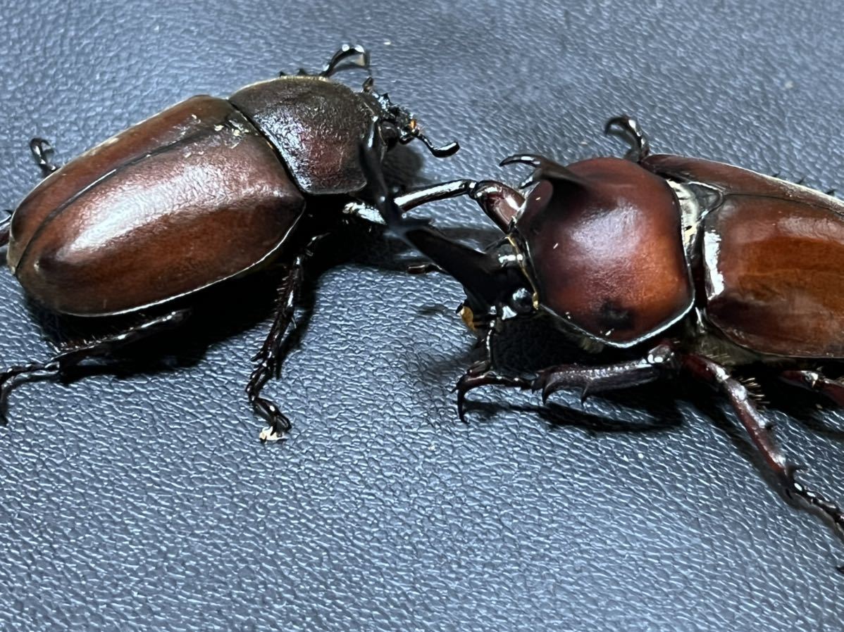 国産カブトムシ 成虫 ペア レッドボディー ヘラクレス ネプチューン グラントシロ カブト カブトムシ 外国産 売買されたオークション情報 Yahooの商品情報をアーカイブ公開 オークファン Aucfan Com