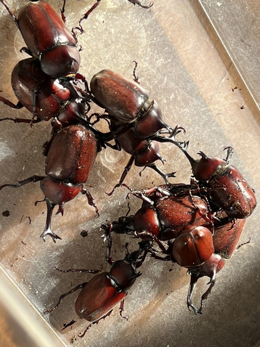 国産カブトムシ 成虫 ペア レッドボディー ヘラクレス ネプチューン グラントシロ カブト カブトムシ 外国産 売買されたオークション情報 Yahooの商品情報をアーカイブ公開 オークファン Aucfan Com