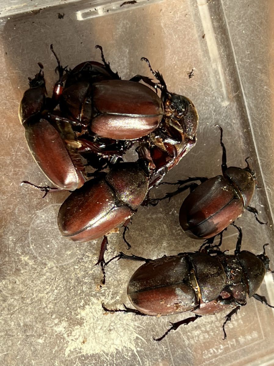 国産カブトムシ 成虫 ペア レッドボディー ヘラクレス ネプチューン グラントシロ カブト カブトムシ 外国産 売買されたオークション情報 Yahooの商品情報をアーカイブ公開 オークファン Aucfan Com