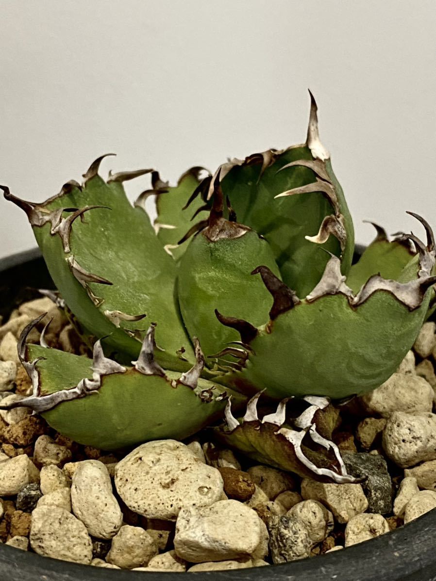 黒鯨 アガベ チタノタ agave titanota black whake 美株 【公式通販】