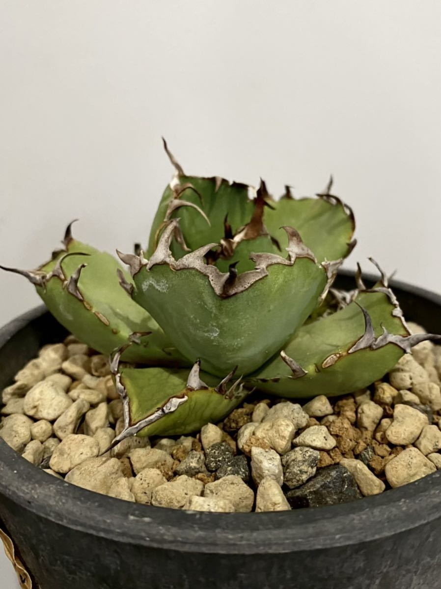 黒鯨 アガベ チタノタ agave titanota black whake 美株 【公式通販】