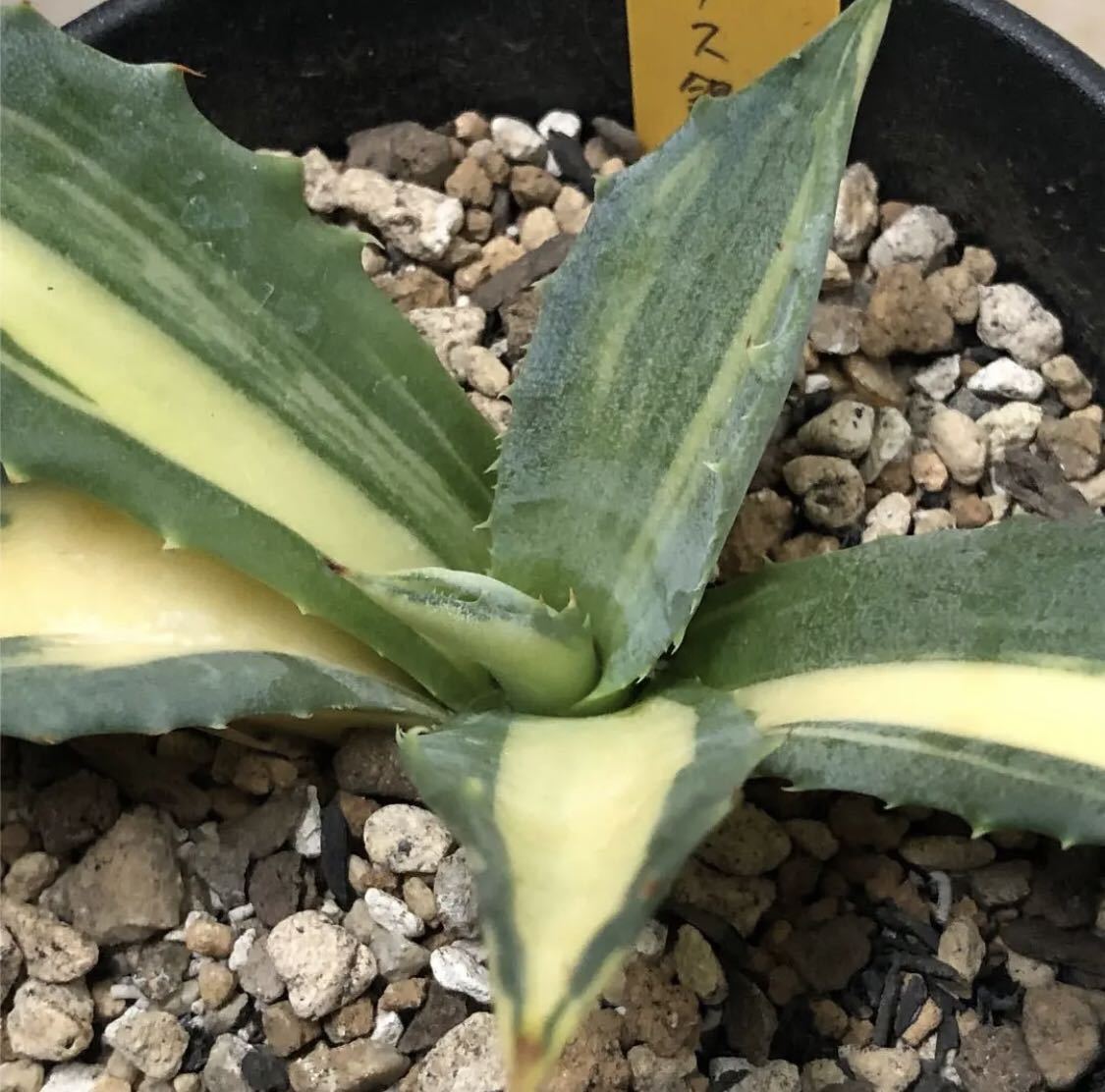 テキーラ 多肉植物アガベ フェロックス （老虎)トラ斑 極上稀少