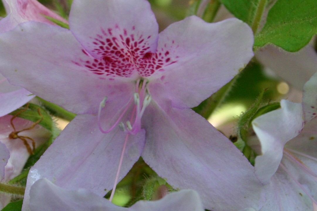 サクラツツジ 花芽付き 常緑性 九州以南自生 栃木県露地栽培 草丈８０ｃｍ前後 ２５ｃｍ鉢植え込み 花 売買されたオークション情報 Yahooの商品情報をアーカイブ公開 オークファン Aucfan Com
