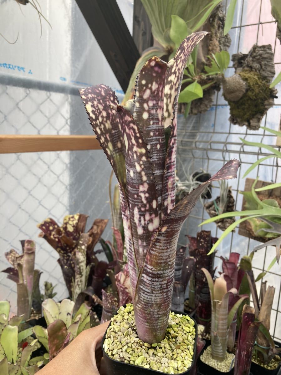 ビルベルギア ユーチューブ 抜き苗 速達便 タンクブロメリア 観葉植物