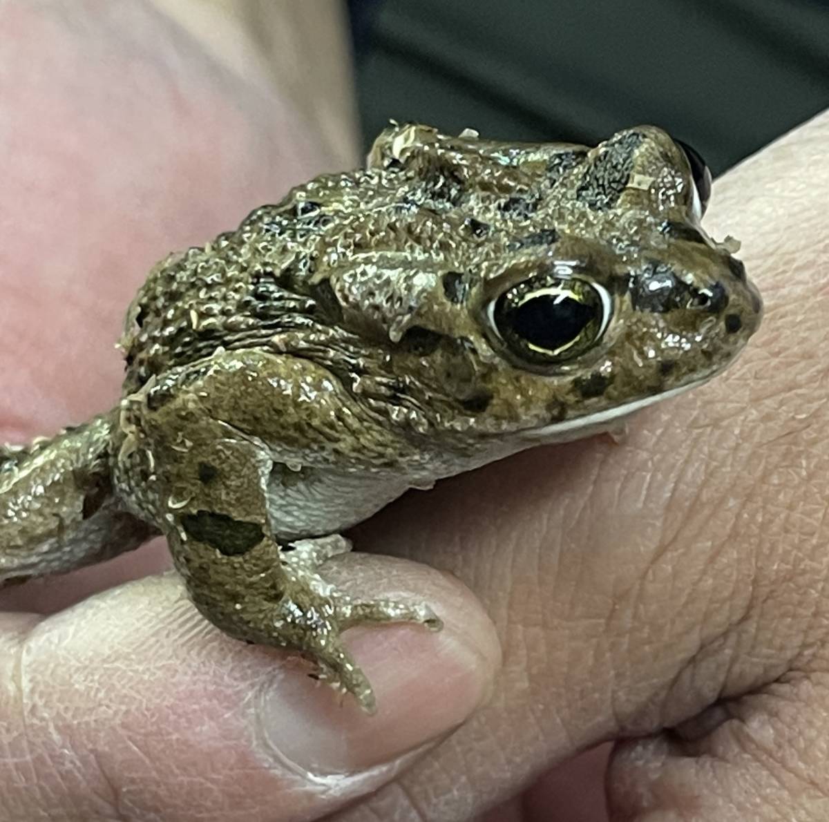 今や なヒキガエル エジプトミドリヒキガエル 生体 コオロギ爆食い 両生類 カエル 蛙 両生類飼育 フロッグ カエル 売買されたオークション情報 Yahooの商品情報をアーカイブ公開 オークファン Aucfan Com