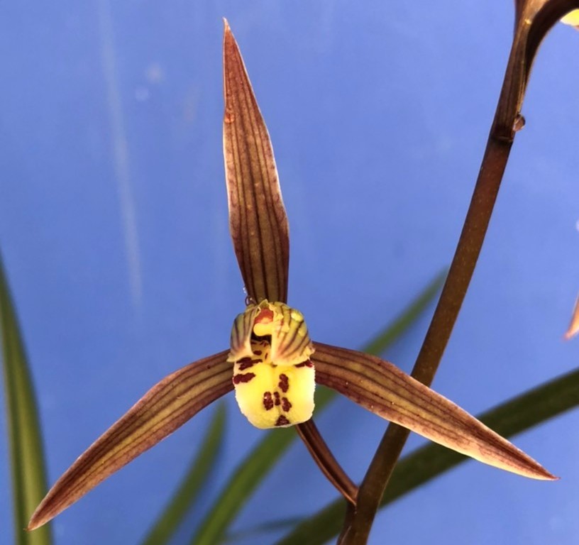 KE-163：日向寒蘭、寒蘭・尾鈴自然種無名：濃い青一文字舌大花種