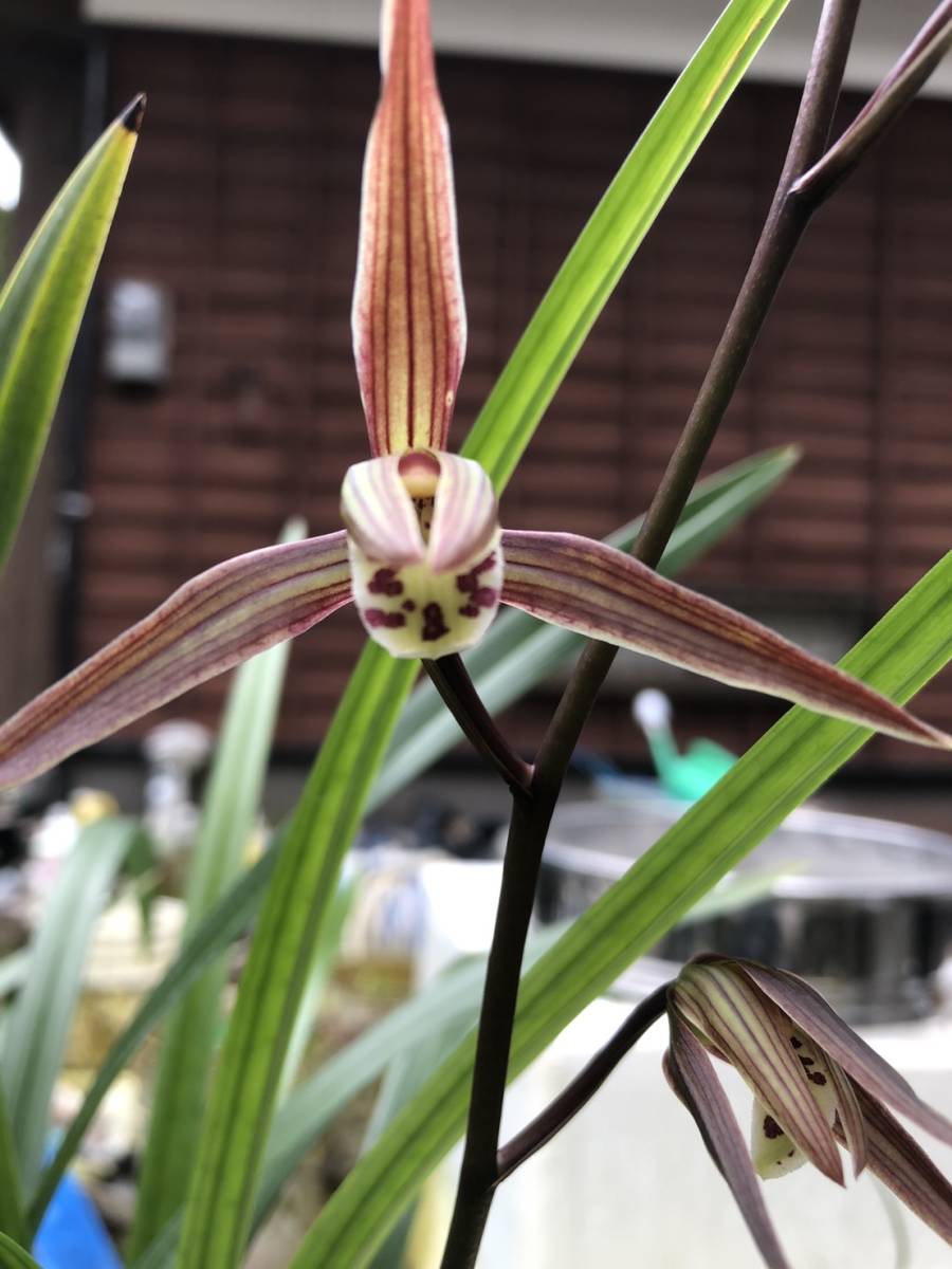 KR-0241☆日向寒蘭:宮崎県尾鈴産(濃紅花) KR-0241☆日向寒蘭:宮崎県尾鈴産(濃紅花)