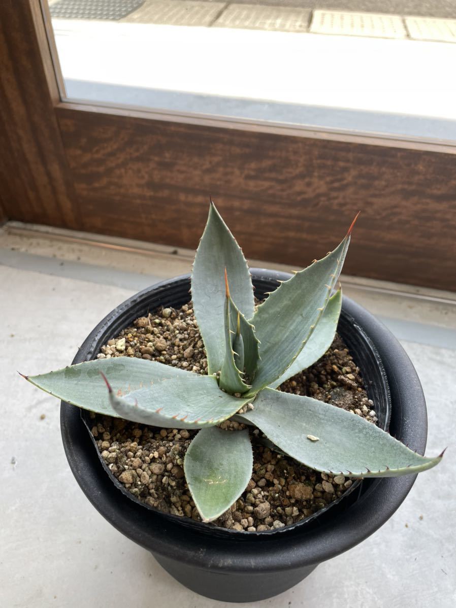 agave-isthmensis-kabutogani-v0-xoga76z07n4h1