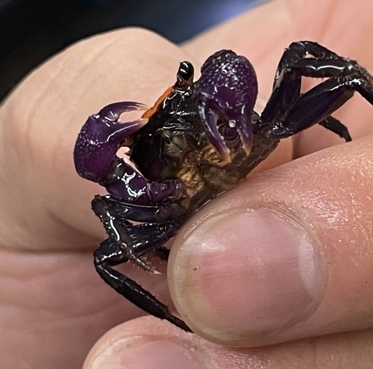 スーパーsale セール期間限定 北海道発送不可 純淡水性 ドワーフ バンパイア クラブ ミックス 15匹セット Www Takemetotheriver Ca