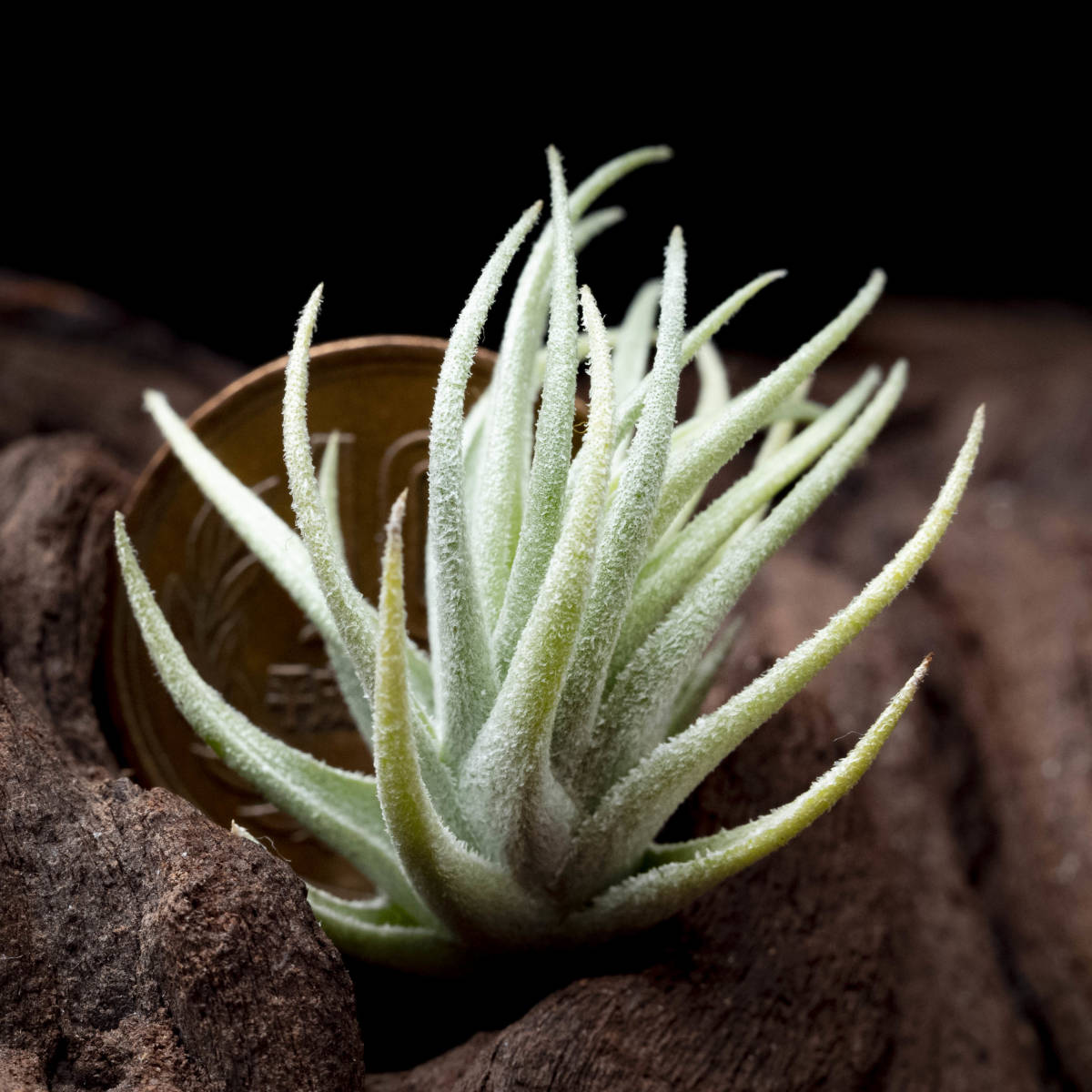 Tillandsia loliacea （Large）ティランジア・ロリアセア 大きくなる
