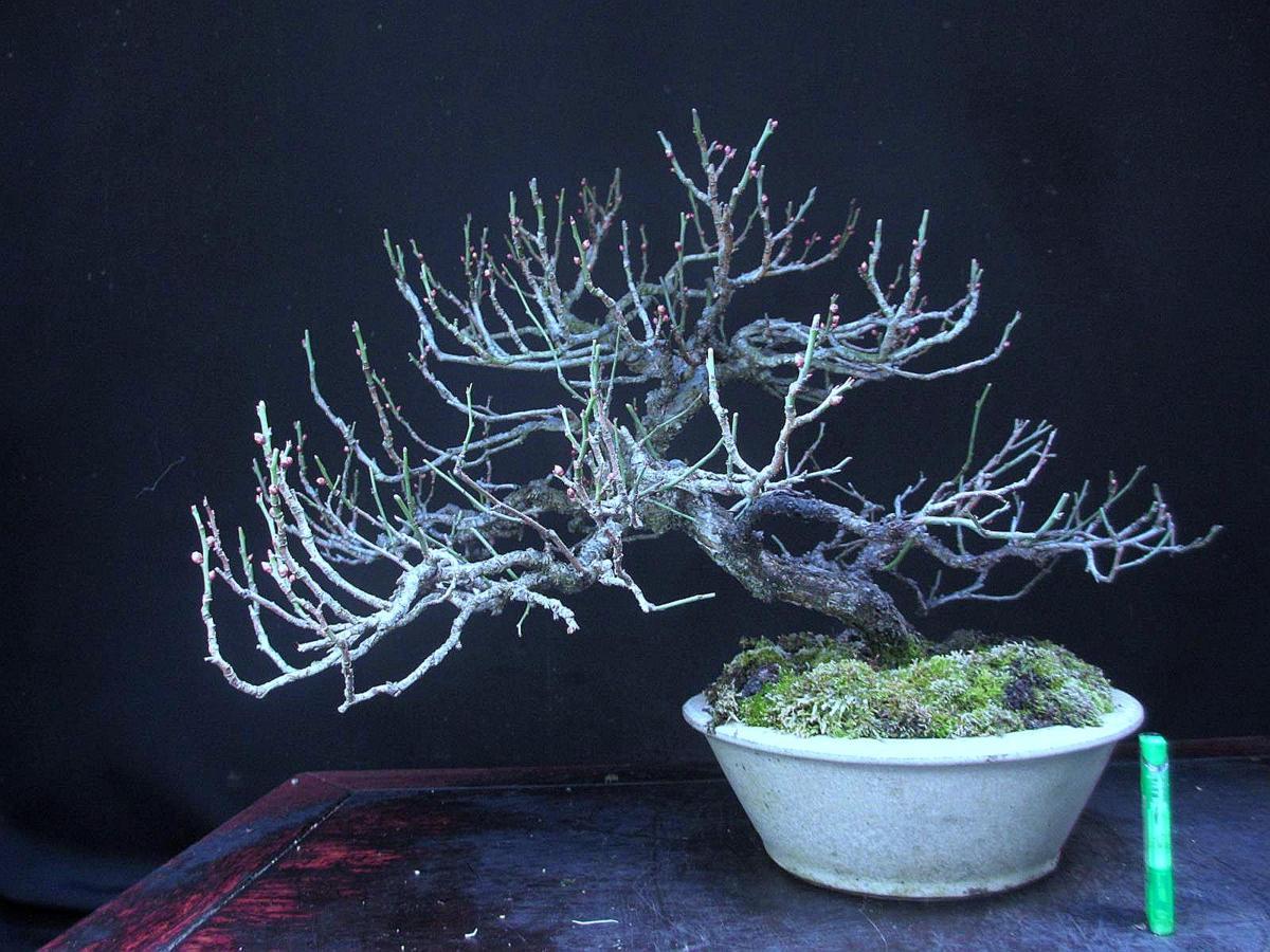 福助 甲州野梅 コウシュウヤバイ 下より樹高４２ 白一重花 花蕾付き 模様 中品 展示素材 ９ｂ２６８２２ その他 売買されたオークション情報 Yahooの商品情報をアーカイブ公開 オークファン Aucfan Com