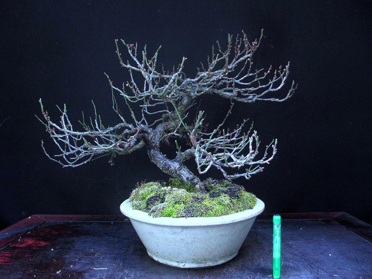 福助 甲州野梅／コウシュウヤバイ 下より樹高42㎝ 白一重花 花蕾付き 