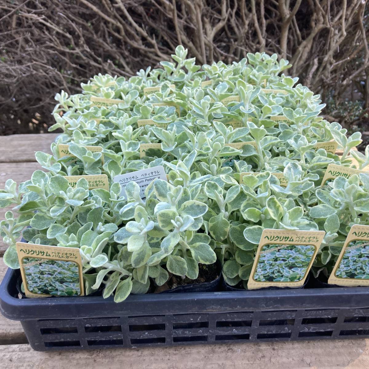 プレミアムガーデニング 数量５ 宿根 ヘリクリサム ペティオラレ バリエガータ ４ポット その他 売買されたオークション情報 Yahooの商品情報をアーカイブ公開 オークファン Aucfan Com