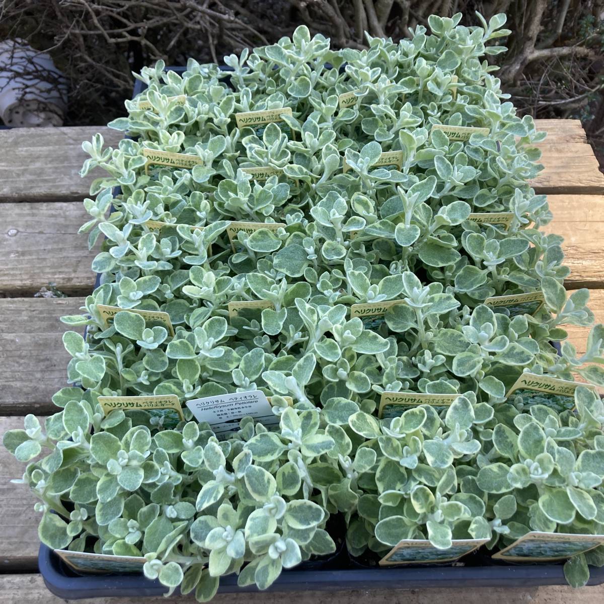 プレミアムガーデニング 数量５ 宿根 ヘリクリサム ペティオラレ バリエガータ ４ポット その他 売買されたオークション情報 Yahooの商品情報をアーカイブ公開 オークファン Aucfan Com