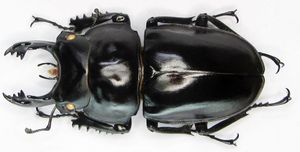 マルバネクワガタのYahoo!オークション(旧ヤフオク!)の相場・価格を