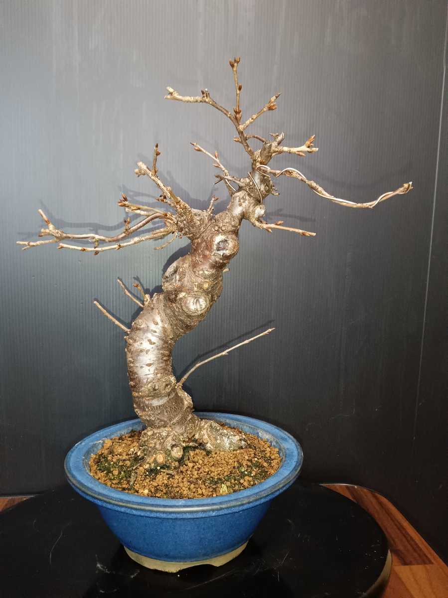 ☆盆栽ちび丸☆富士桜 桜盆栽：富士桜(信濃寒桜)*(鉢