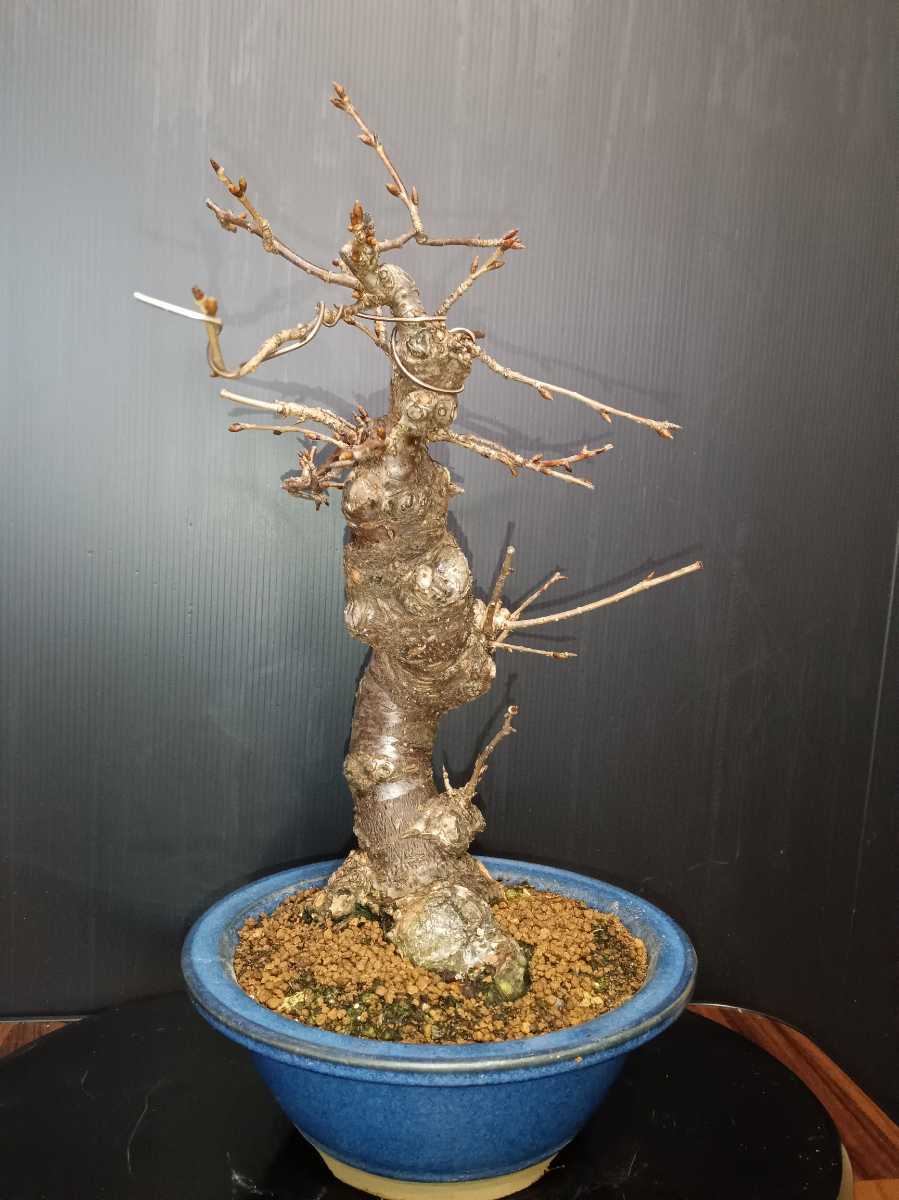 浮世亭桜丸 ☆盆栽ちび丸☆富士桜 桜盆栽：富士桜(信濃寒桜)*(鉢