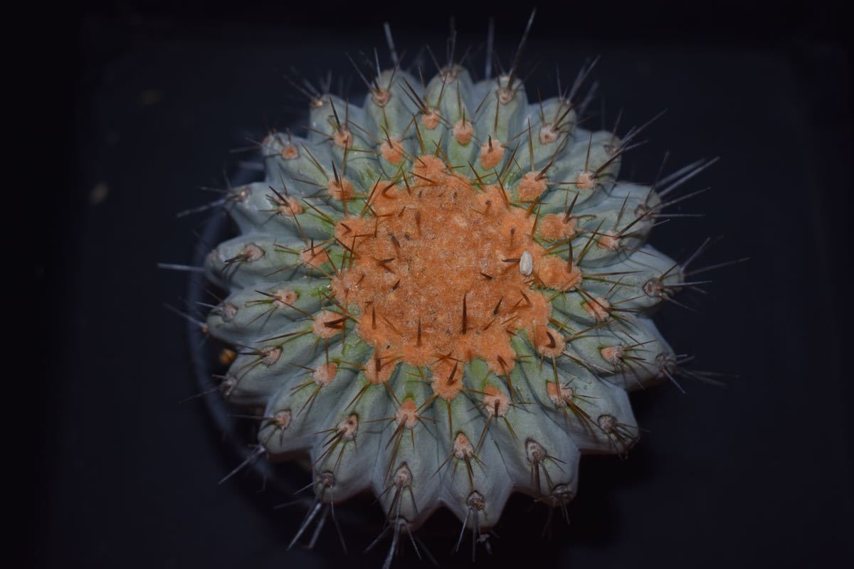 コピアポア ギガンティア 現地球】copiapoa gigantea 【公式通販】