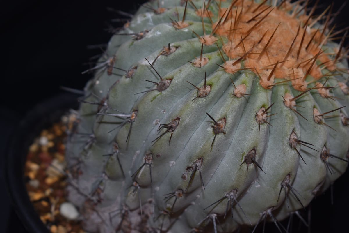 コピアポア ギガンティア 現地球】copiapoa gigantea 【公式通販】