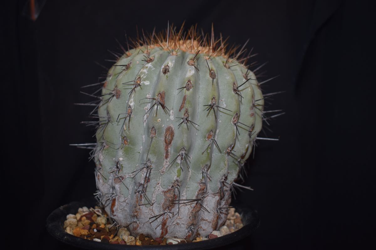 コピアポア ギガンティア 現地球】copiapoa gigantea 【公式通販】